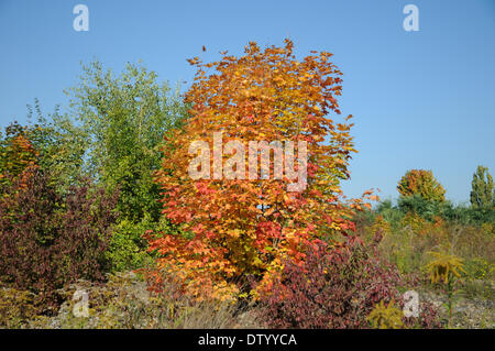 Norway Maple Foto Stock
