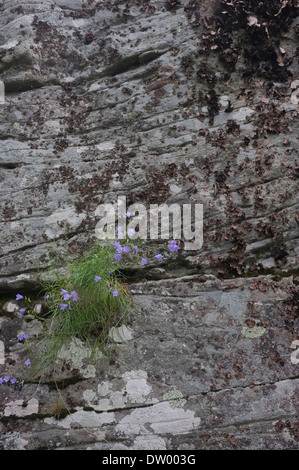 La pietra blu, rocce, strati, Catskills Mountains, Woodstock NY Foto Stock