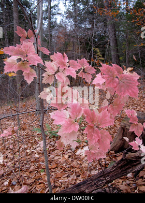 Caduta delle foglie, Hudson Valley, foresta, boschi, Upstate New York Foto Stock