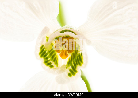 Gigante (Snowdrop Galanthus elwesii), calice, Hesse, Germania Foto Stock