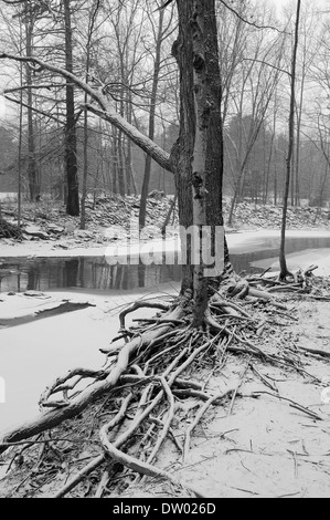 Boschi nella neve, Woodstock NY, Zena. Catskills Mountains, Hudson Valley, in bianco e nero Foto Stock