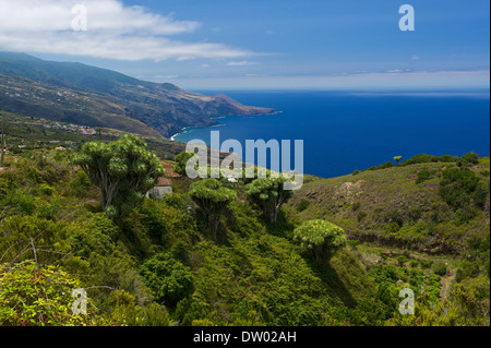Isole Canarie Dragon Tree (Dracaena draco), la Tosca, la Palma Isole Canarie Spagna Foto Stock