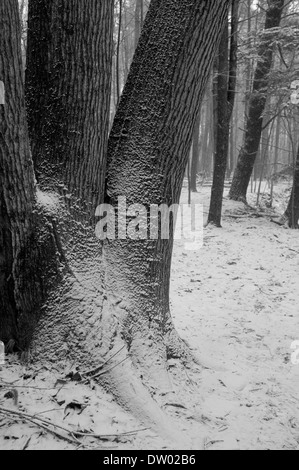 Boschi nella neve, Woodstock NY, Zena. Catskills Mountains, Hudson Valley, in bianco e nero Foto Stock