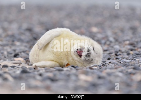 Giovani guarnizione grigio (Halichoerus grypus) sulla spiaggia, Düne, isola di Helgoland, Schleswig-Holstein, Germania Foto Stock