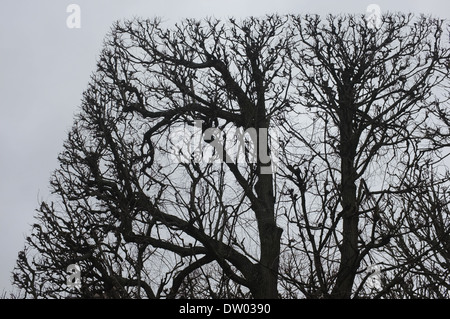 Palazzo a Sceaux, Parigi, taglio quadrato Topiaria da alberi Foto Stock