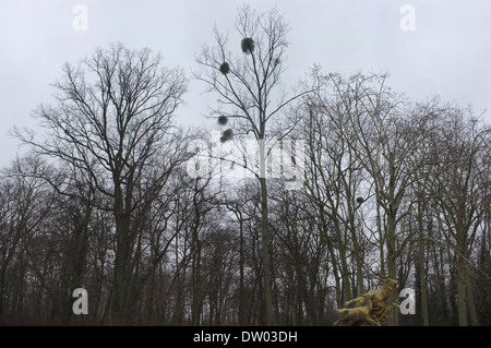 Palazzo a Sceaux, Parigi, Sceaux, Jardins, alberi, arbres, Parigi Francia Luigi XIV, vischio Foto Stock