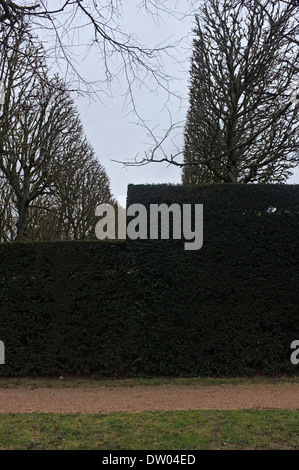 Palazzo a Sceaux, Parigi, taglio quadrato Topiaria da alberi Foto Stock