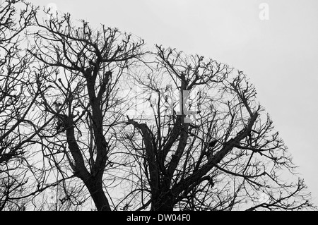 Palazzo a Sceaux, Parigi, taglio quadrato Topiaria da alberi Foto Stock