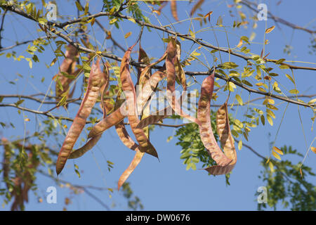 Miele locust Foto Stock