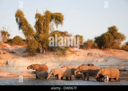 L'elefante africano (Loxodonta africana) alla mandria di bere presso la banca del fiume Chobe, nella luce della sera Foto Stock