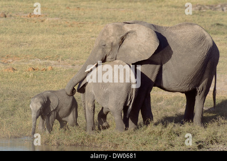 L'elefante africano (Loxodonta africana), mucca con due tipi differenti di vitelli di età presso la banca del fiume Chobe, Chobe National Park Foto Stock