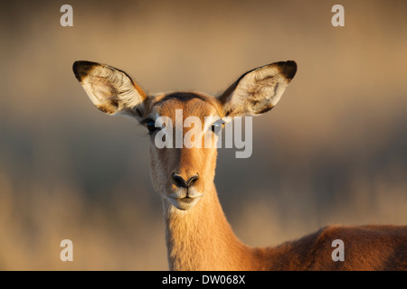 Impala (Aepyceros melampus), femmina, Kruger National Park, Sud Africa Foto Stock