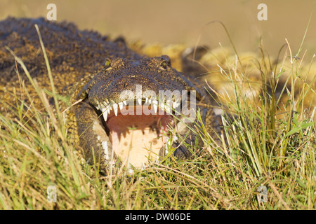 Coccodrillo del Nilo (Crocodylus niloticus), scaldandosi alla banca del fiume Chobe, Chobe National Park, Botswana Foto Stock
