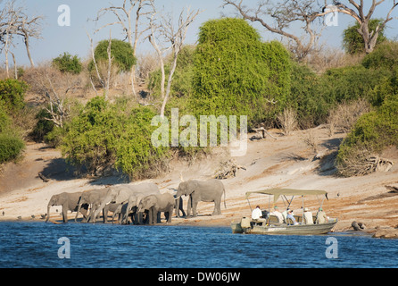 I turisti in una crociera in barca sul fiume Chobe osservare un allevamento allevamento d'elefante africano (Loxodonta africana) bere alla Foto Stock