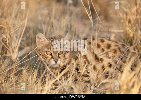 Nero-footed Cat (Felis nigripes), elencato come specie vulnerabili, prigionieri Harnas Wildlife Foundation, Namibia Foto Stock