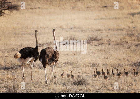 (Struzzo Struthio camelus), coppia, maschio e femmina con i pulcini nel deserto del Kalahari, Intu Afrika Kalahari Game Reserve, Namibia Foto Stock
