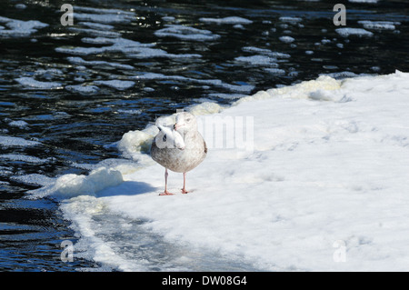 Seagull su ghiaccio con il pesce in bocca. Foto Stock