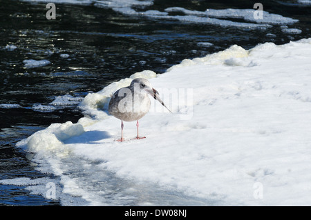 Seagull su ghiaccio con il pesce in bocca. Foto Stock