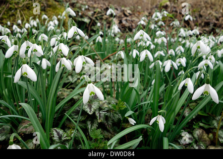 Snowdrops comune (Galanthus nivalis) in fiore nella foresta in primavera Foto Stock