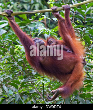 Un bambino e la madre Orangutan ( Pongo pygmaeus ) appeso a una fune in Borneo, Malaysia Foto Stock