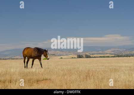 Cavalli su un pascolo secco, Central Valley della California Foto Stock