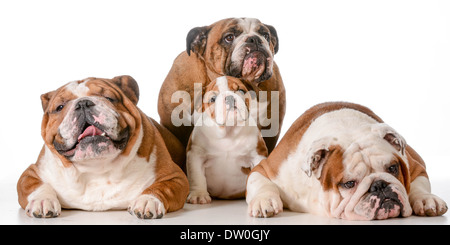 Famiglia di cane - Bulldog inglese grande nonna in retro con il padre e il figlio e nonno di fronte Foto Stock