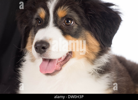 Pastore australiano cucciolo ritratto - dodici settimane Foto Stock