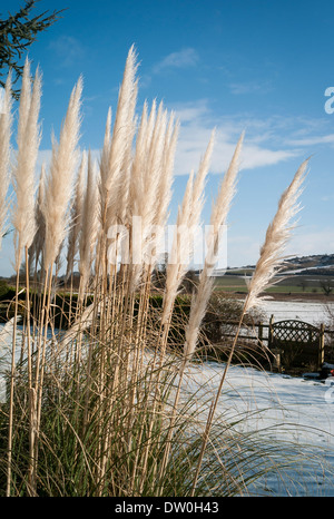 Pampas pennacchi di erba in un giardino inglese in inverno Foto Stock