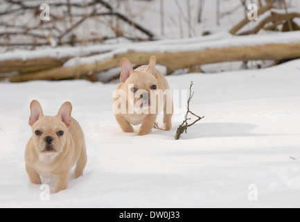 I cani in inverno - due Bouledogue francesi fuori nella neve Foto Stock
