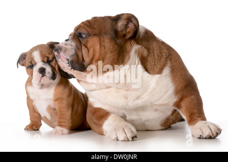 Padre e figlia cane - Bulldog inglese famiglia isolato su sfondo bianco - 8 settimane vecchio cucciolo Foto Stock
