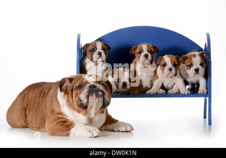 Famiglia di cane - Bulldog inglese padre con cinque cuccioli seduta su una panchina isolata su sfondo bianco - cuccioli di 8 settimane Foto Stock