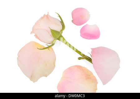 Bella rosa fiore isolato su sfondo bianco Foto Stock