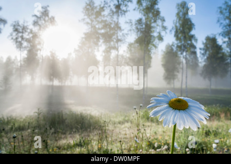 Sole di mattina che brilla attraverso la nebbia e alberi su un prato con una margherita in primo piano Foto Stock