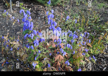 Aconitum giapponese Foto Stock