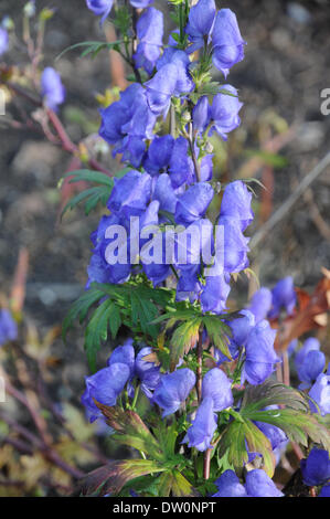 Aconitum giapponese Foto Stock