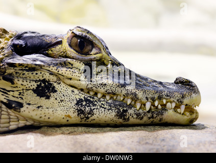 Animali: giovani caimano nero testa di close-up verticale Foto Stock