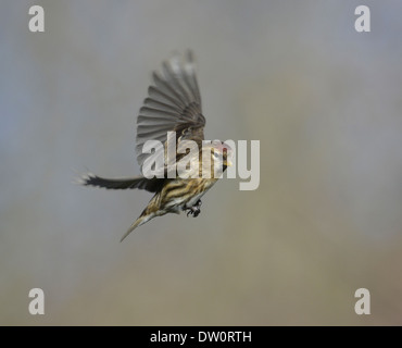 Lesser Redpoll - Carduelis cabaret Foto Stock