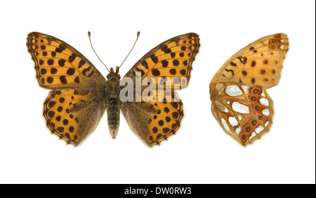 La regina di Spagna Fritillary - Issoria lathonia Foto Stock