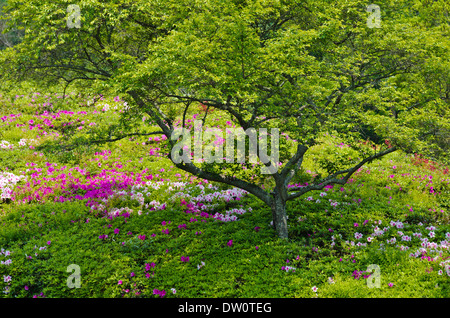 Nel verde Foto Stock