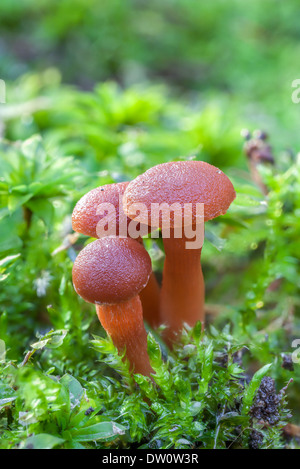 Tubaria furfuracea fungo Foto Stock