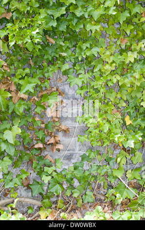 Tradizionali di edera rampicante fino e lungo un mattone antico muro di pietra Foto Stock