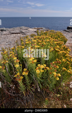 GOLDEN SAMPHIRE Inula crithmoides (Asteraceae) Foto Stock