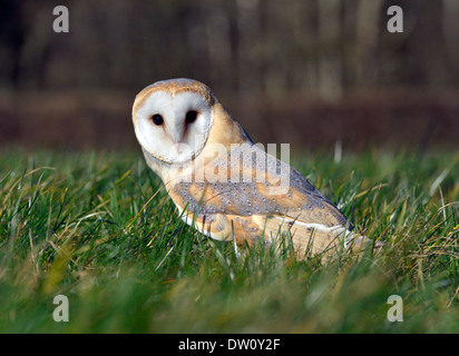 Barbagianni Tyto alba Foto Stock