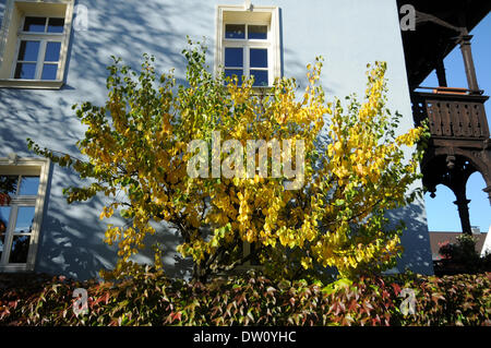 Albicocco Foto Stock