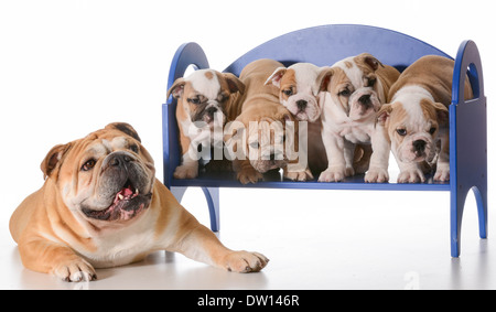 Famiglia di cane - Bulldog inglese padre posa accanto a cucciolata di cuccioli seduta su una panchina isolata su sfondo bianco Foto Stock