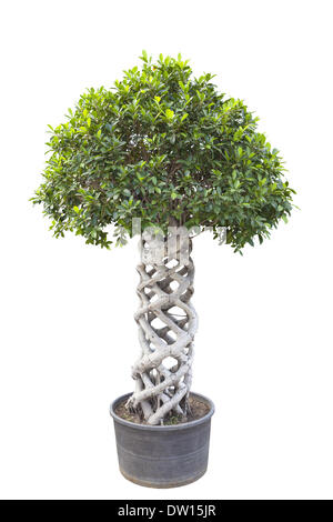 Banyan Tree bonsai Foto Stock