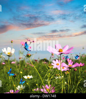 Farfalle volare in fiori Foto Stock