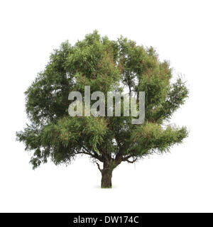 grande albero verde Foto Stock