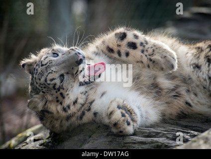 Maschio di snow leopard cub giacente su rocce Foto Stock