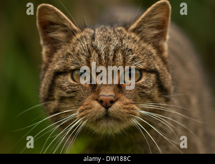 Gatto selvatico europeo (Felis silvestris silvestris) Foto Stock